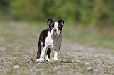 BOSTON TERRIER 208